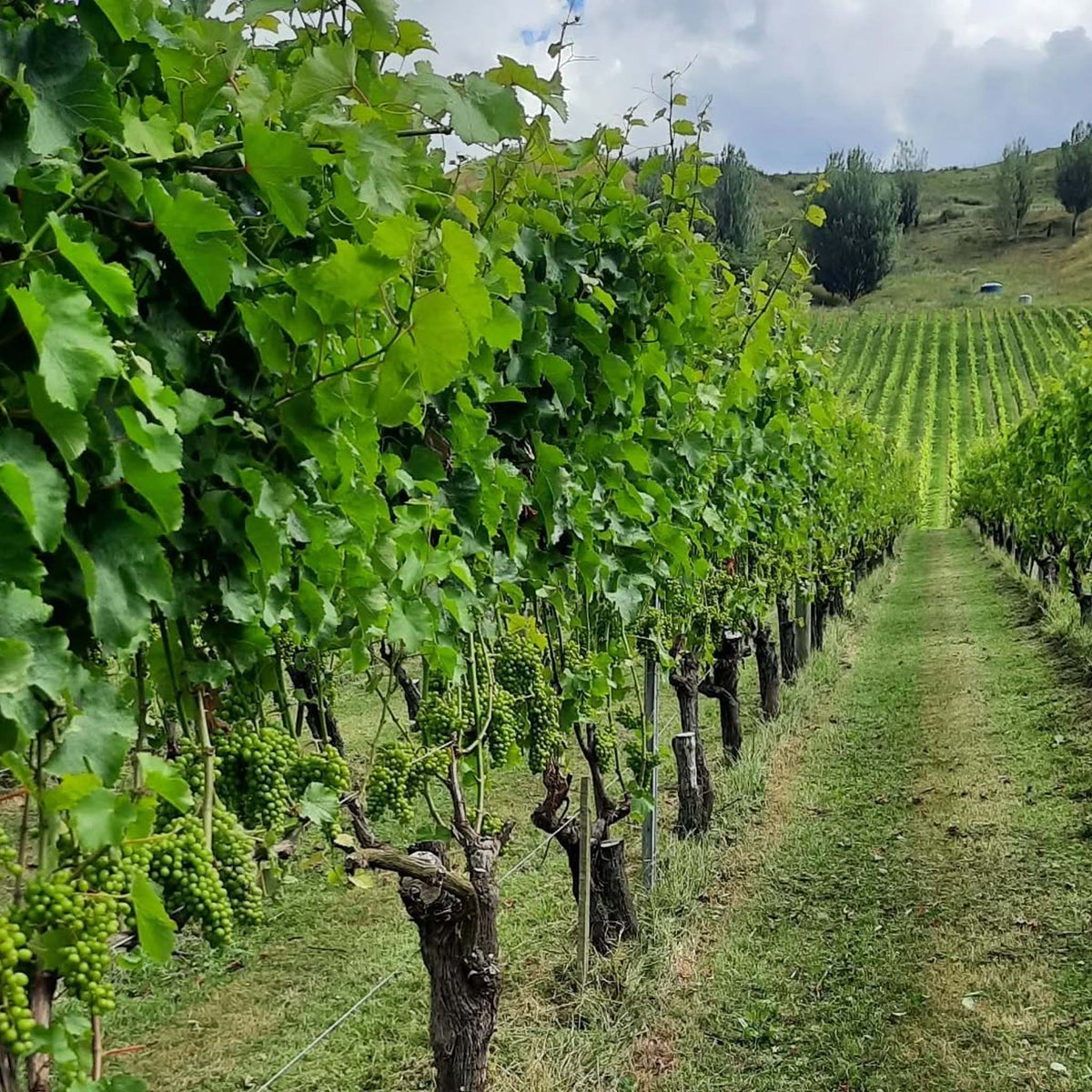 Millton Te Arai Chenin Blanc 2025