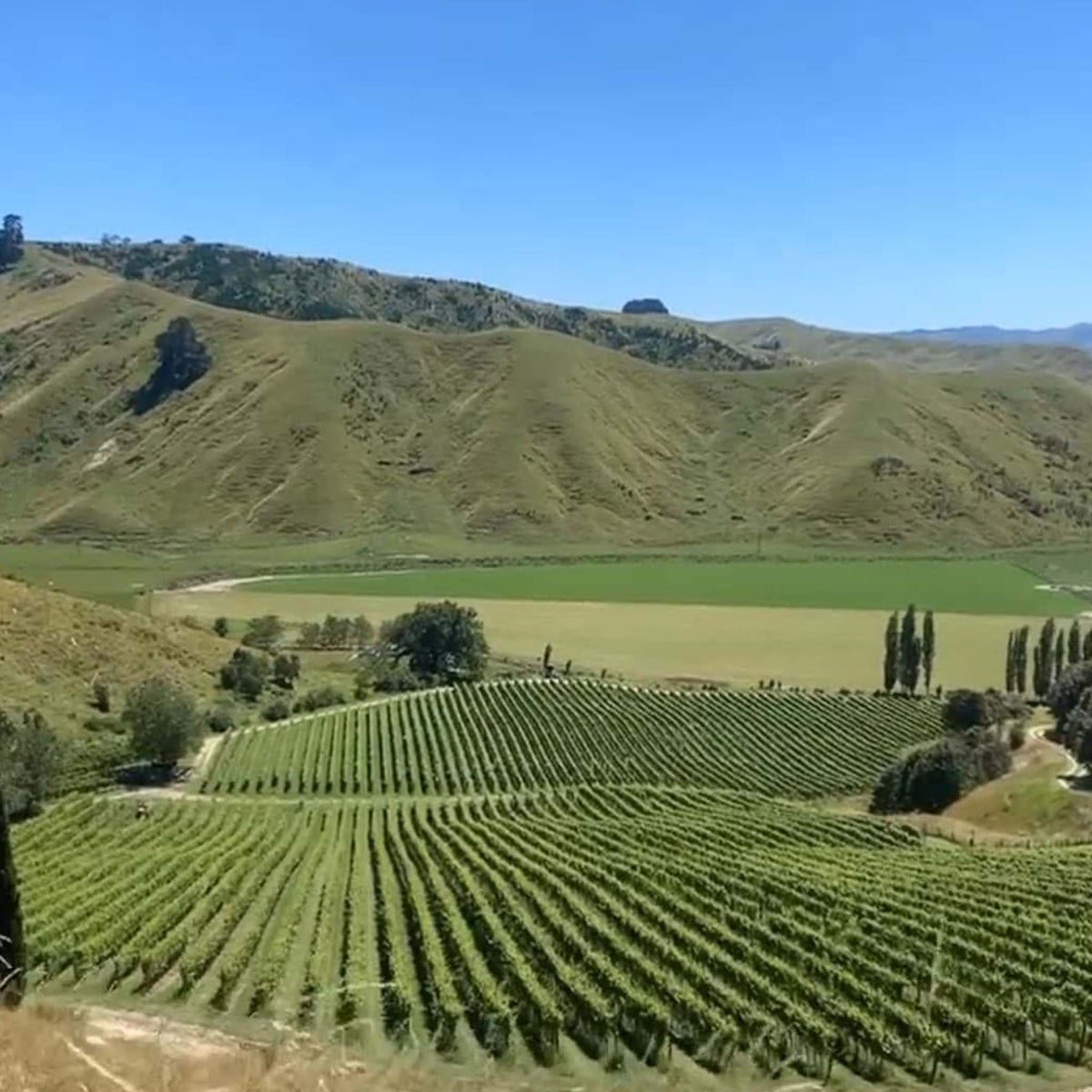 Millton Te Arai Chenin Blanc 2025