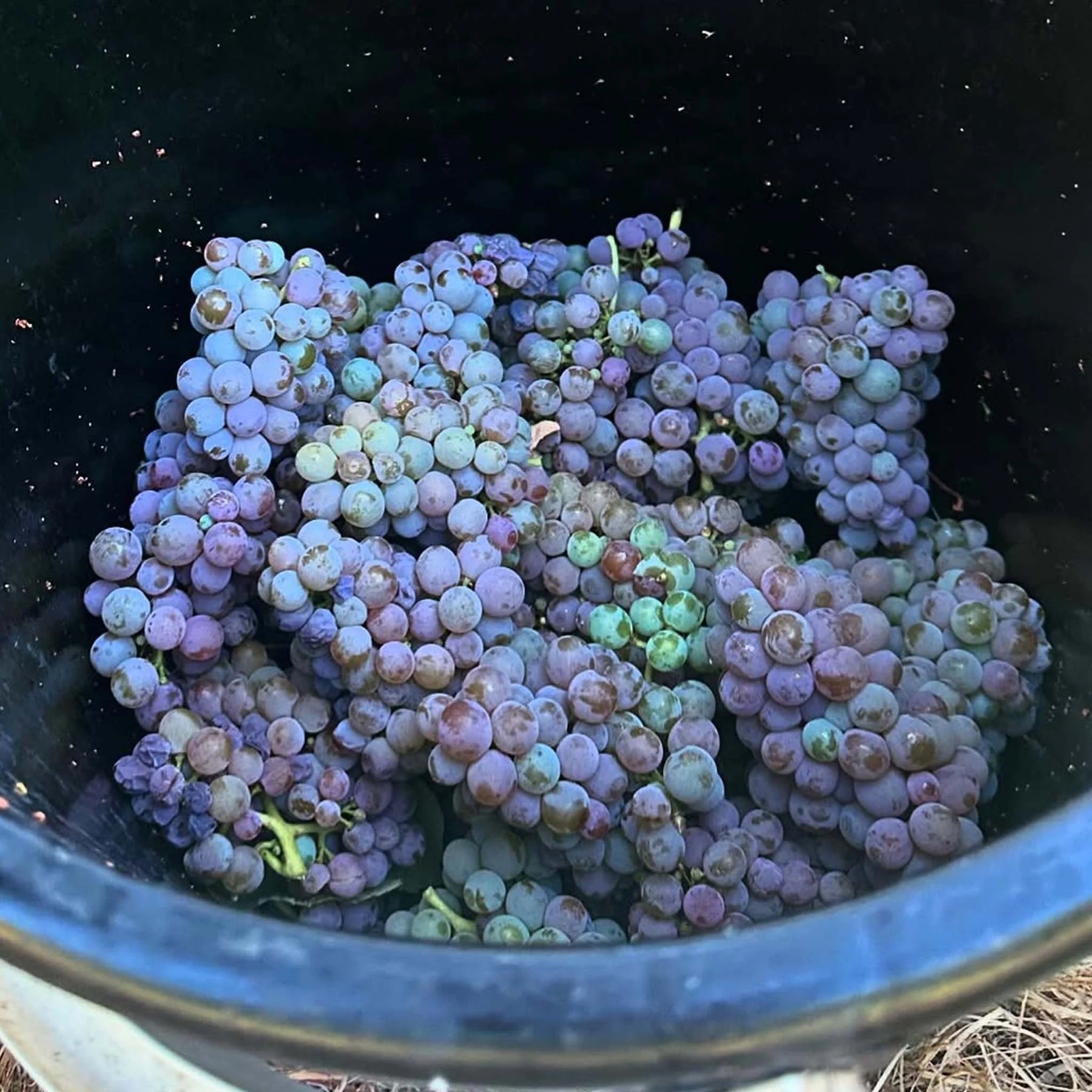Ministry of Clouds Shiraz 2024
