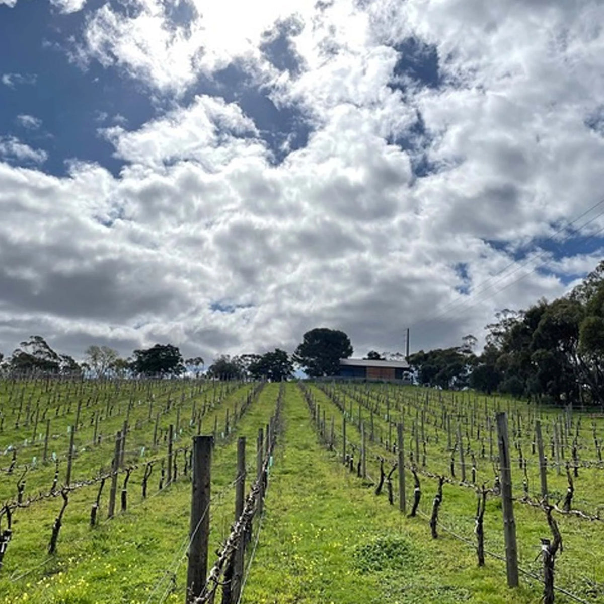 Ministry of Clouds Shiraz 2024