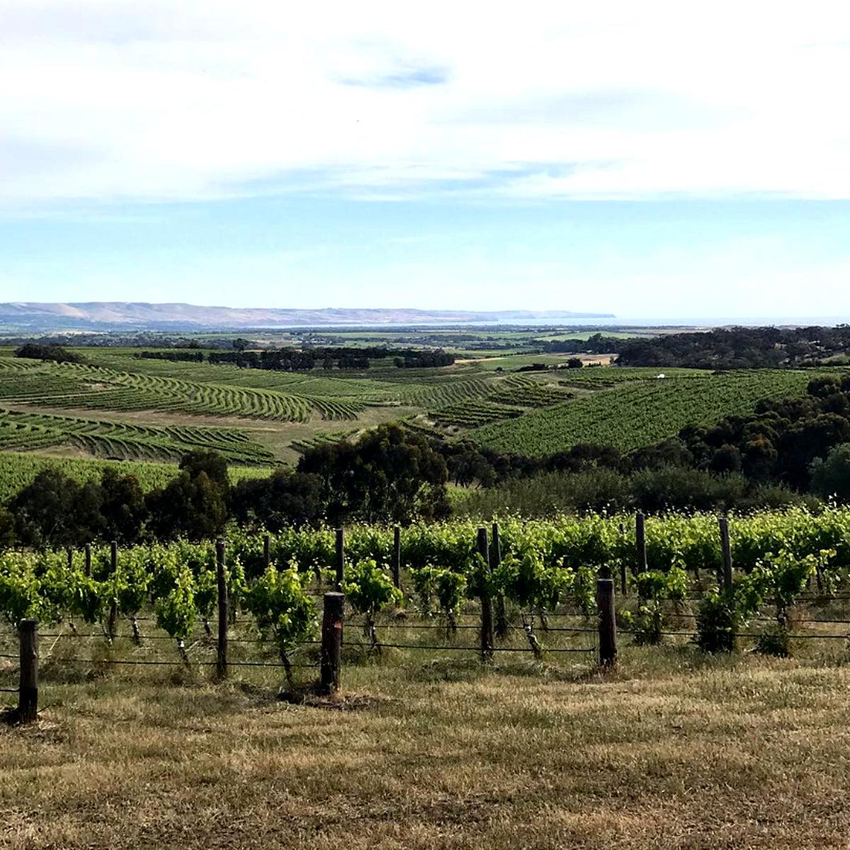 Ministry of Clouds Riesling 2025