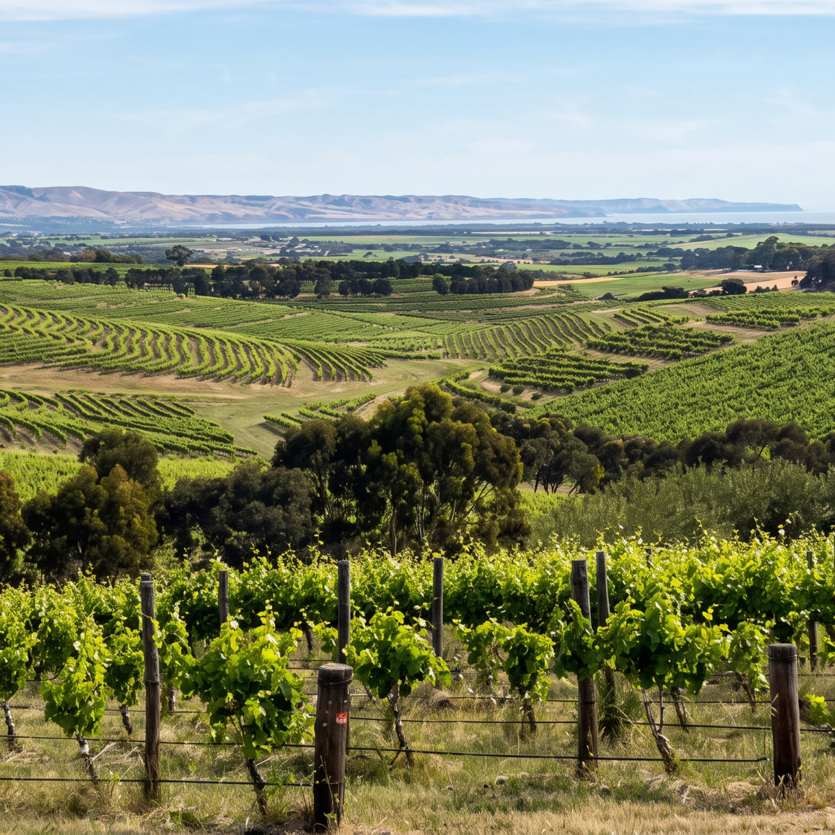 Ministry of Clouds Picpoul 2025