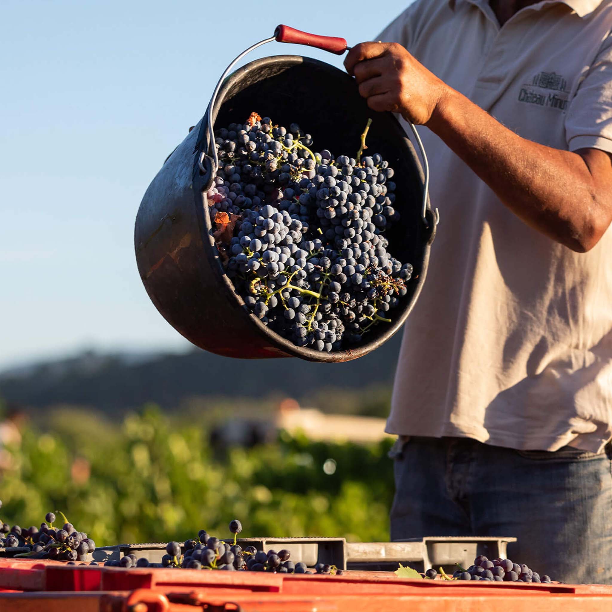 Minuty Prestige Rosé 2024