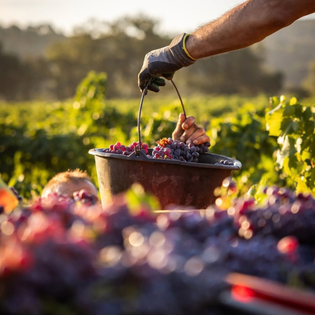 Minuty Prestige Rosé 2025