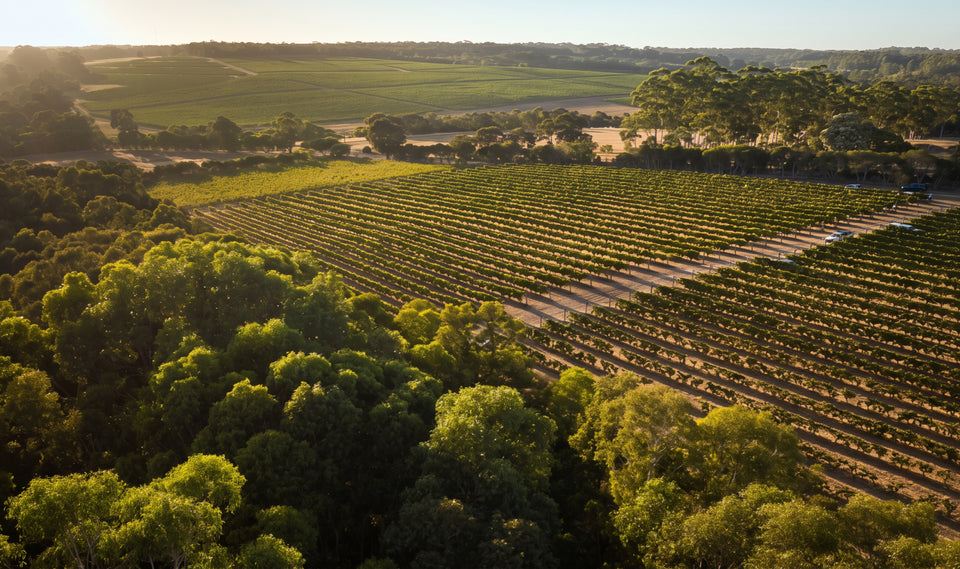 The Vineyard brand story