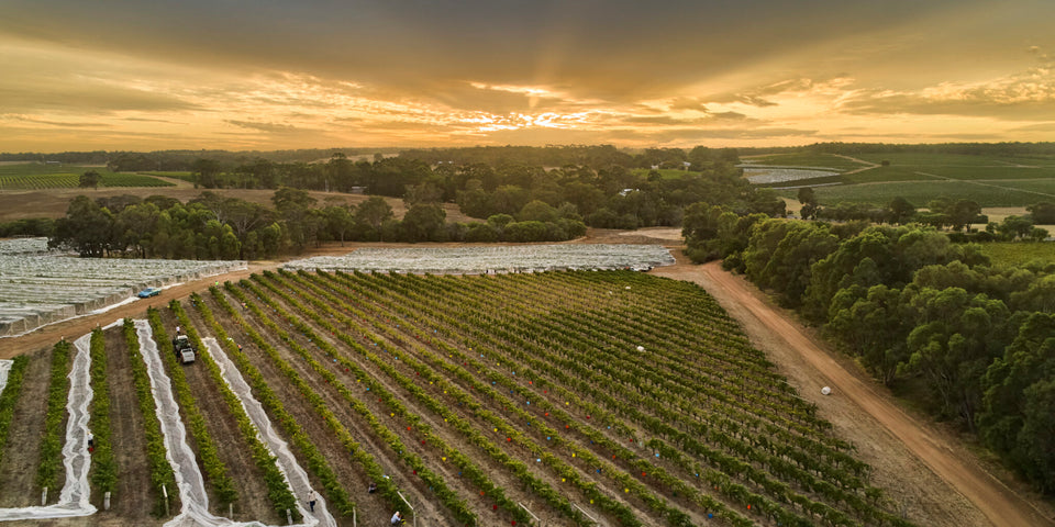 The Vineyard brand story