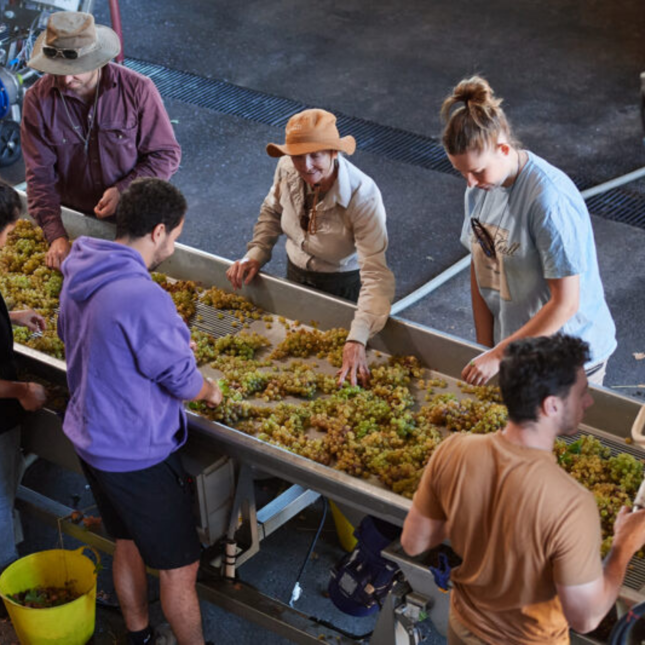 Moss Wood Ribbon Vale Chardonnay 2025