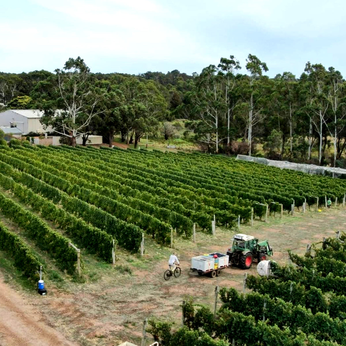 Moss Wood Pinot Noir 2023
