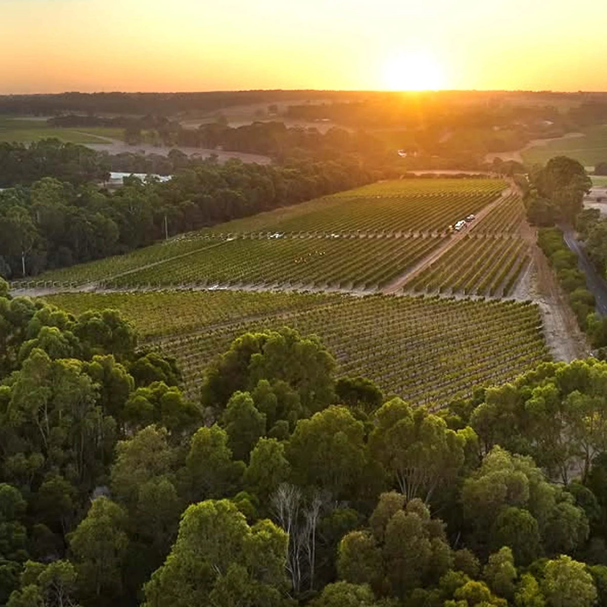 Moss Wood Cabernet Sauvignon 2023
