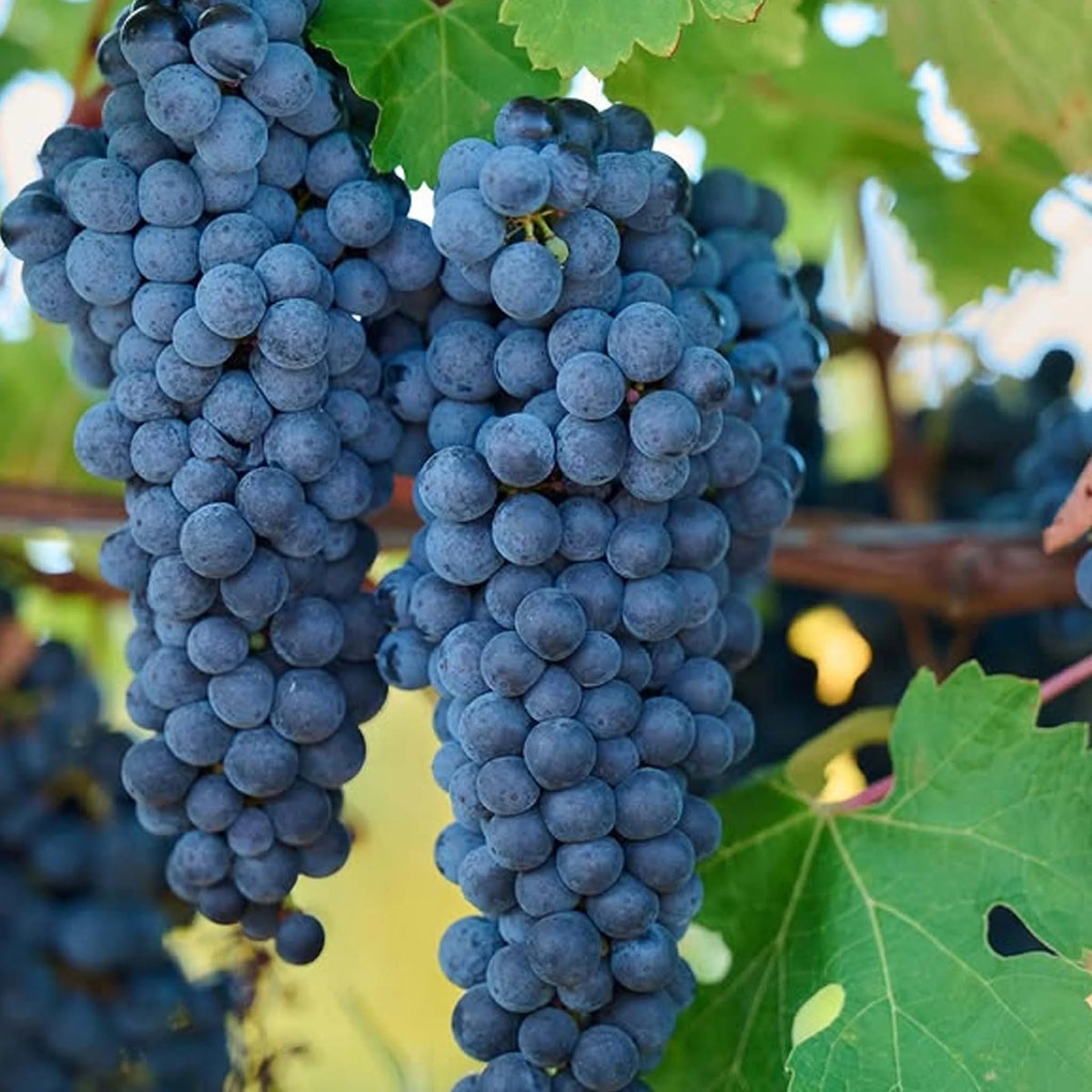 Moss Wood Cabernet Sauvignon 2023