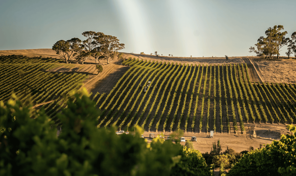 Mount Horrocks brand story