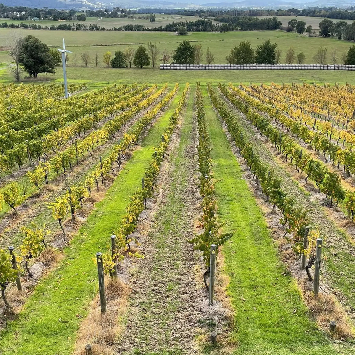 Mount Mary Reflexion Chardonnay 2024