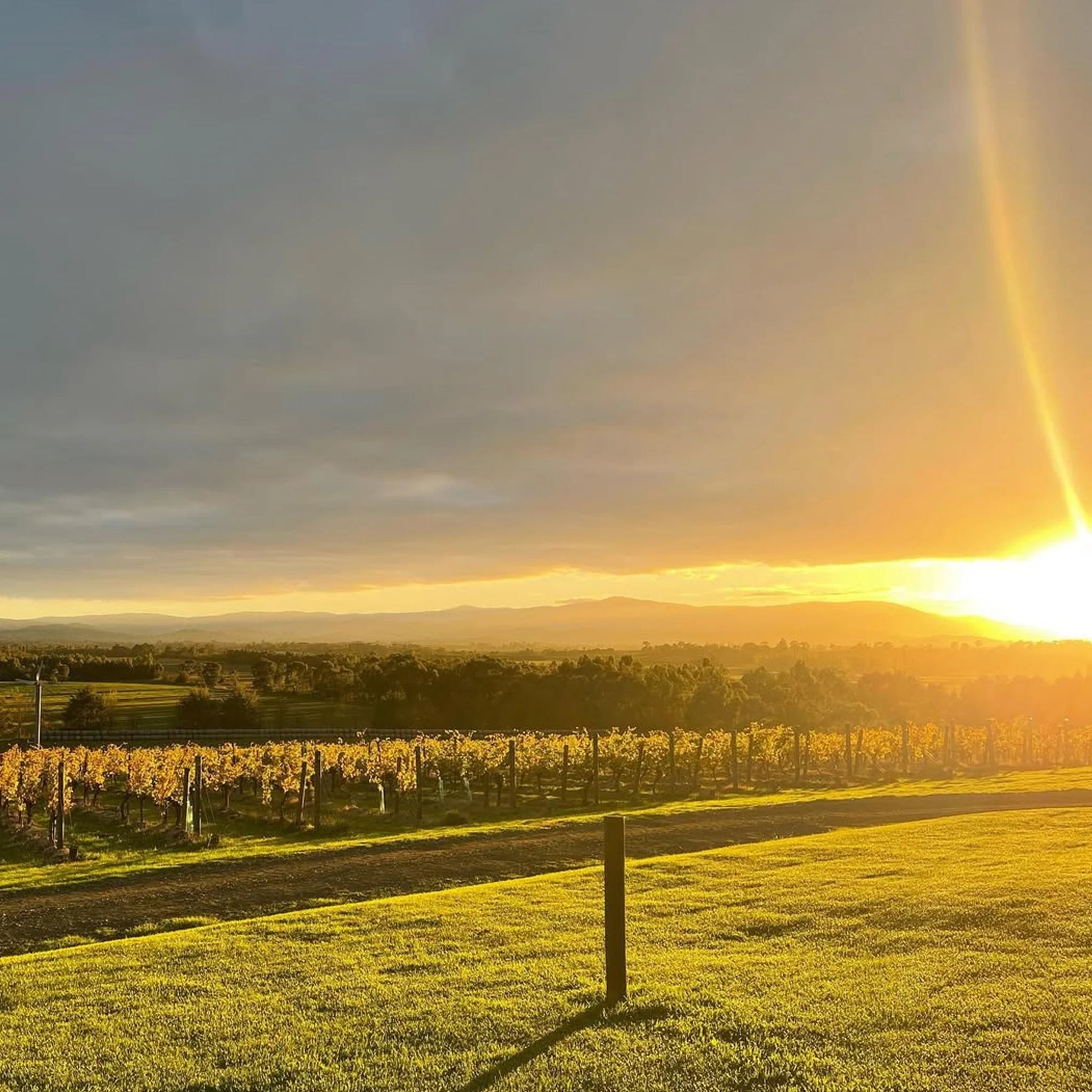Mount Mary Reflexion Pinot Noir 2024