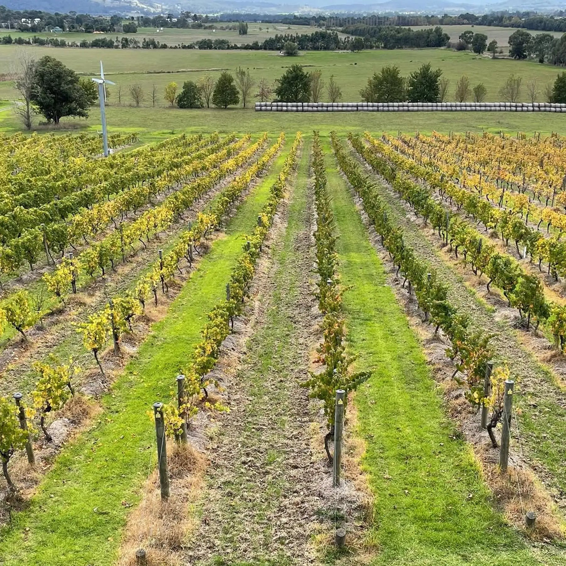 Mount Mary Reflexion Pinot Noir 2024
