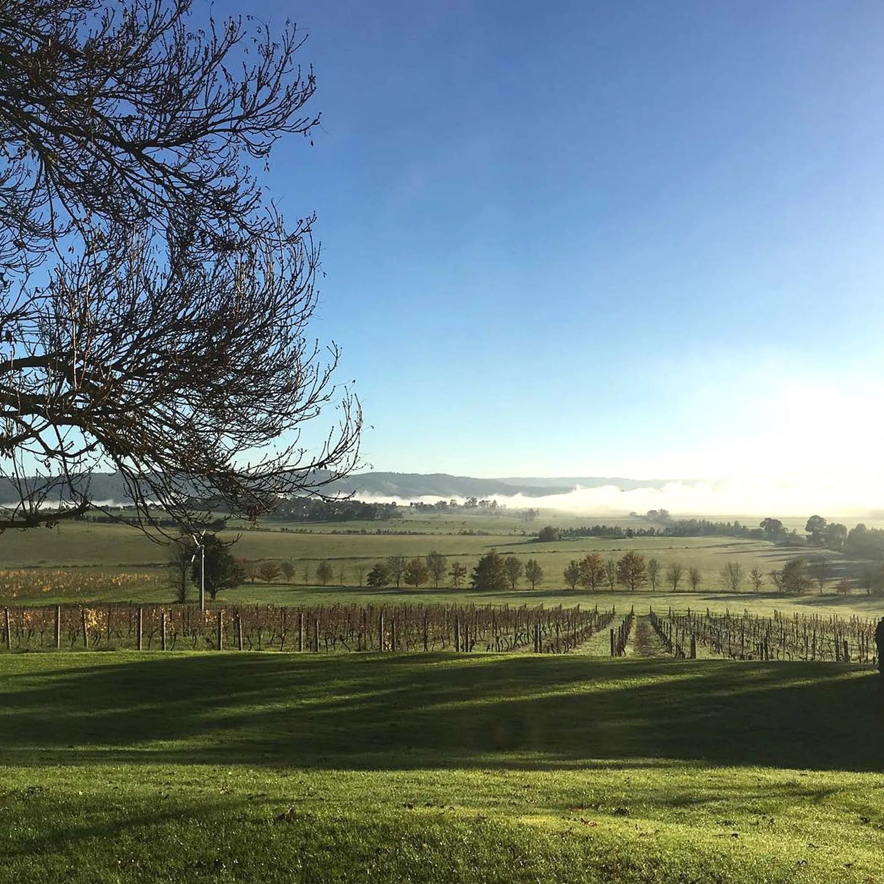 Mount Mary Reflexion Pinot Noir 2024