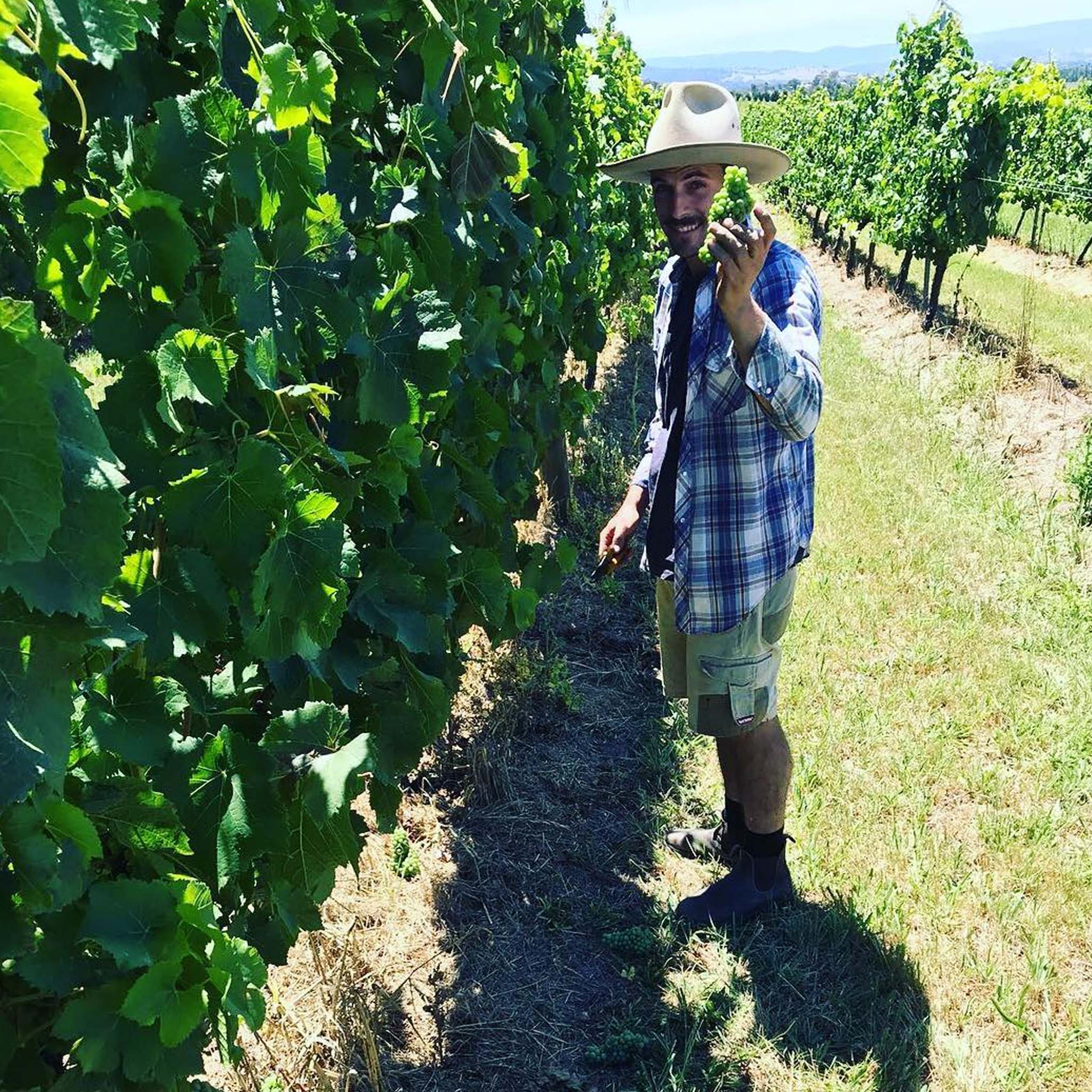 Mount Mary Chardonnay 2023