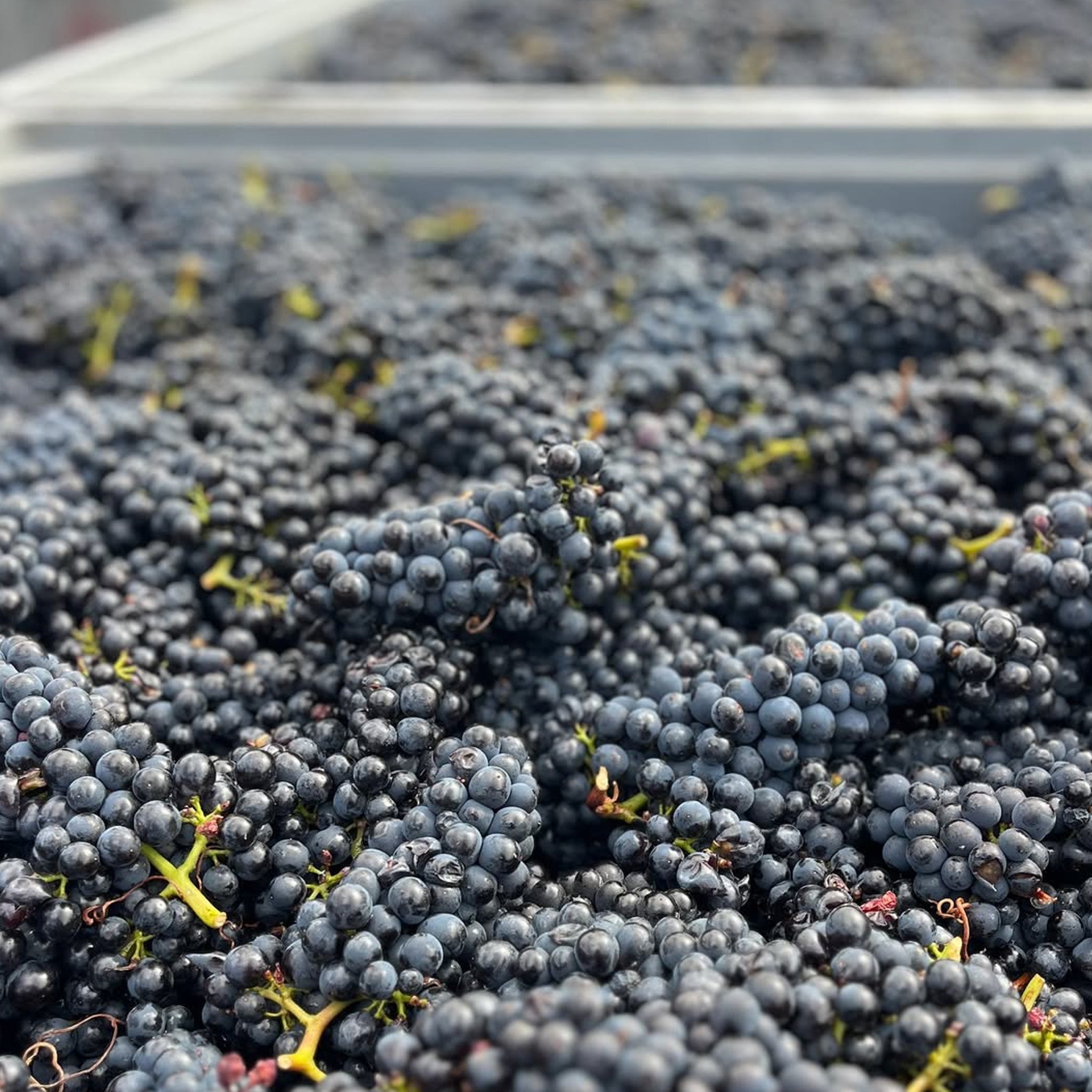 Mt. Difficulty Bannockburn Pinot Noir 2023