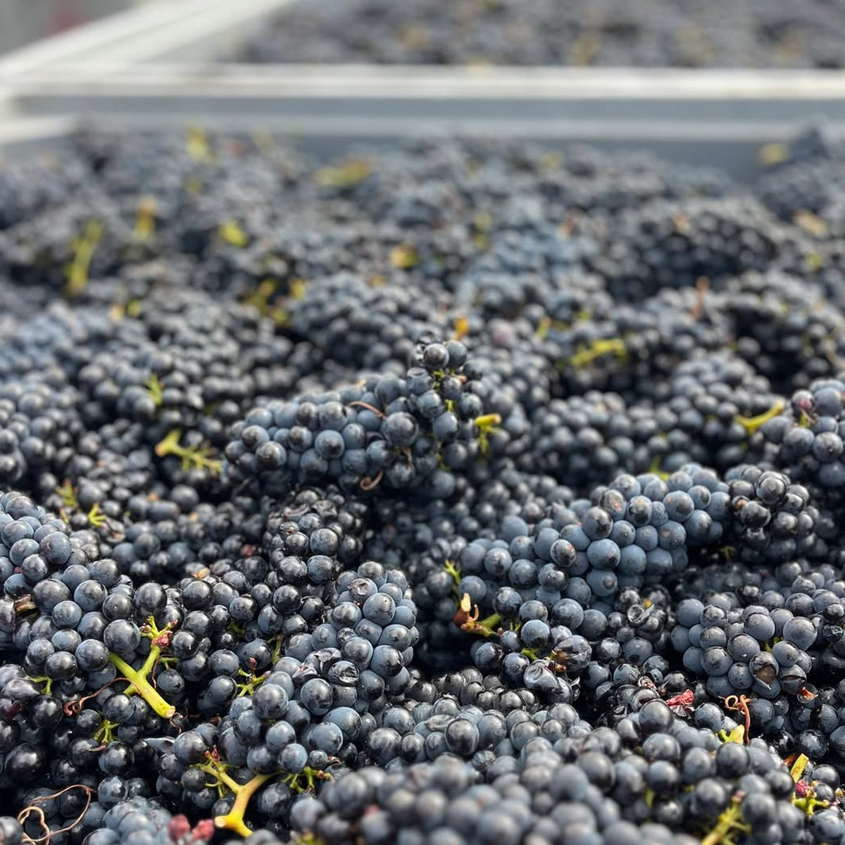 Mt. Difficulty Bannockburn Pinot Noir 2024