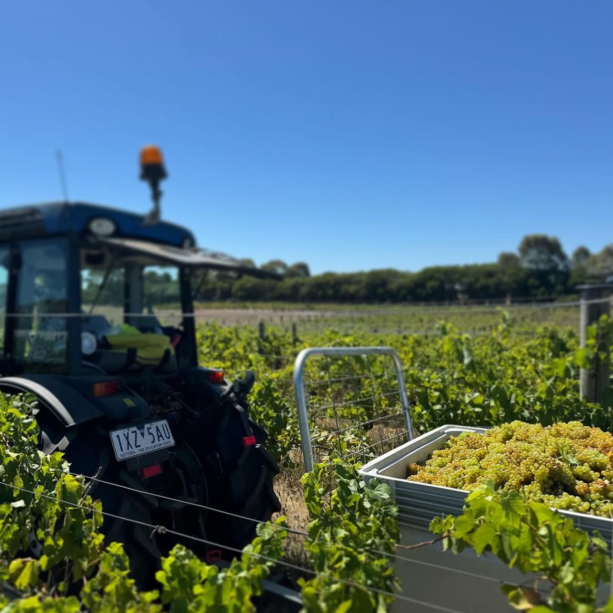 Mulline Sauvignon Blanc 2024
