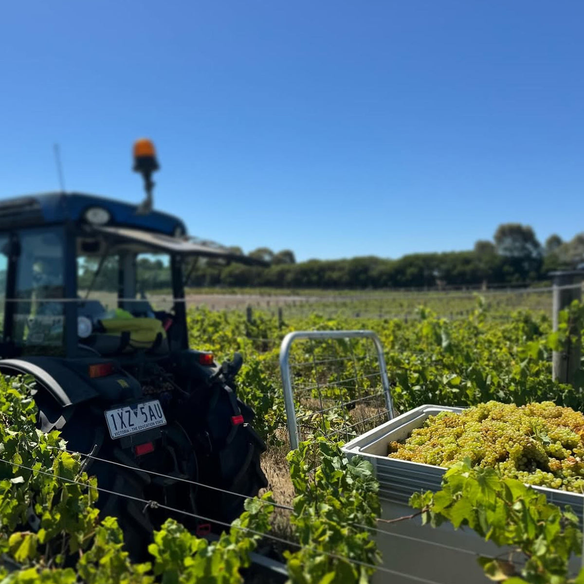 Mulline Sauvignon Blanc 2024