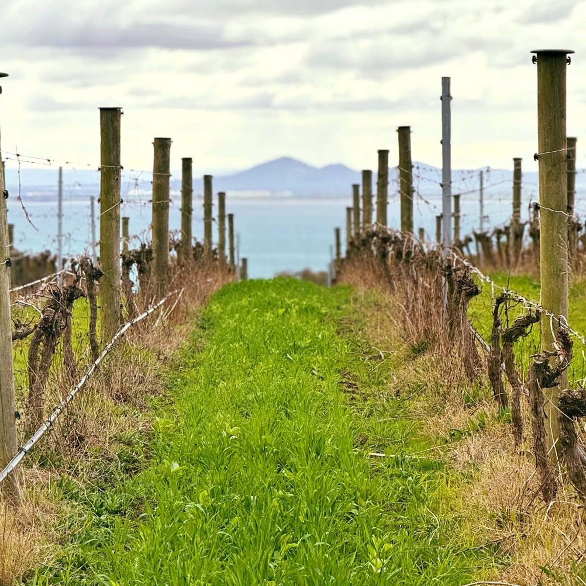 Mulline Sauvignon Blanc 2024