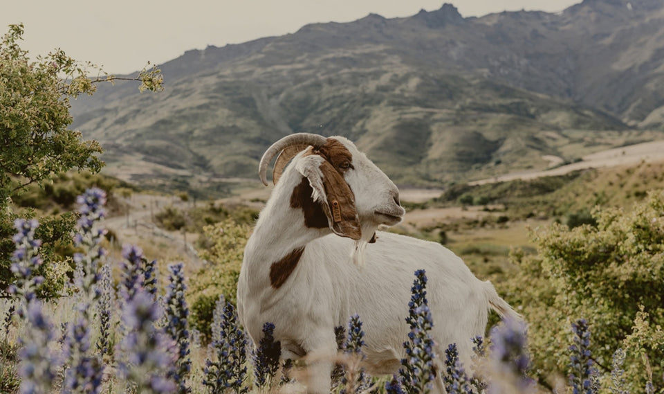 Nanny Goat brand story