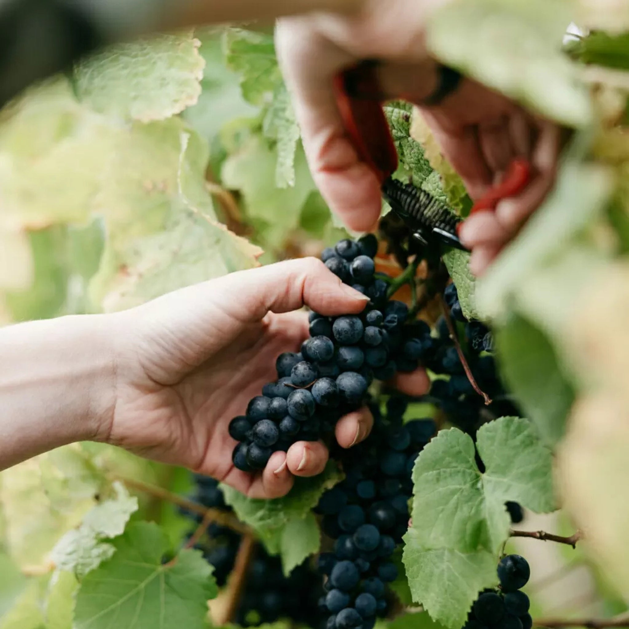 Oakridge Yarra Valley Pinot Noir 2025