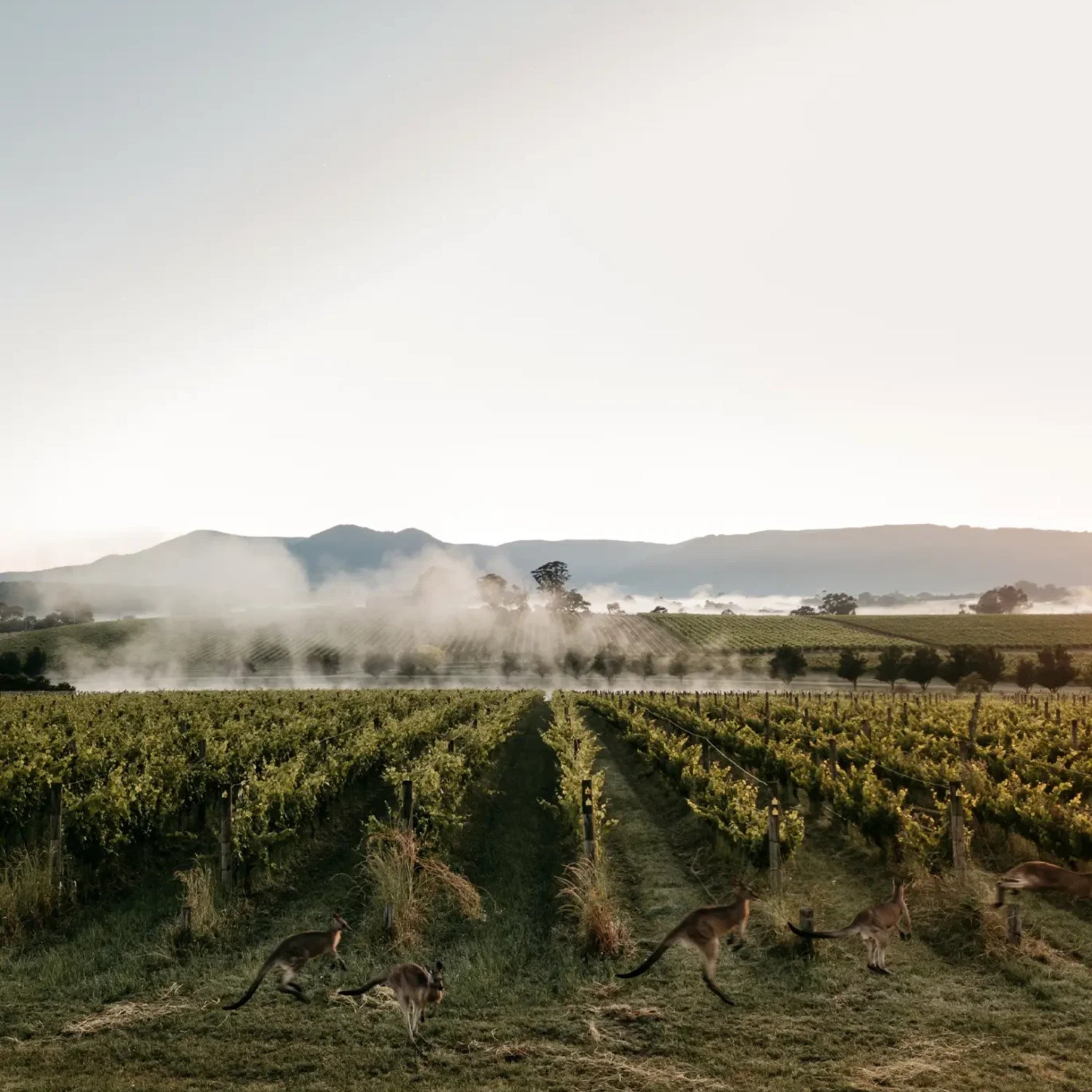 Oakridge Yarra Valley Pinot Noir 2025