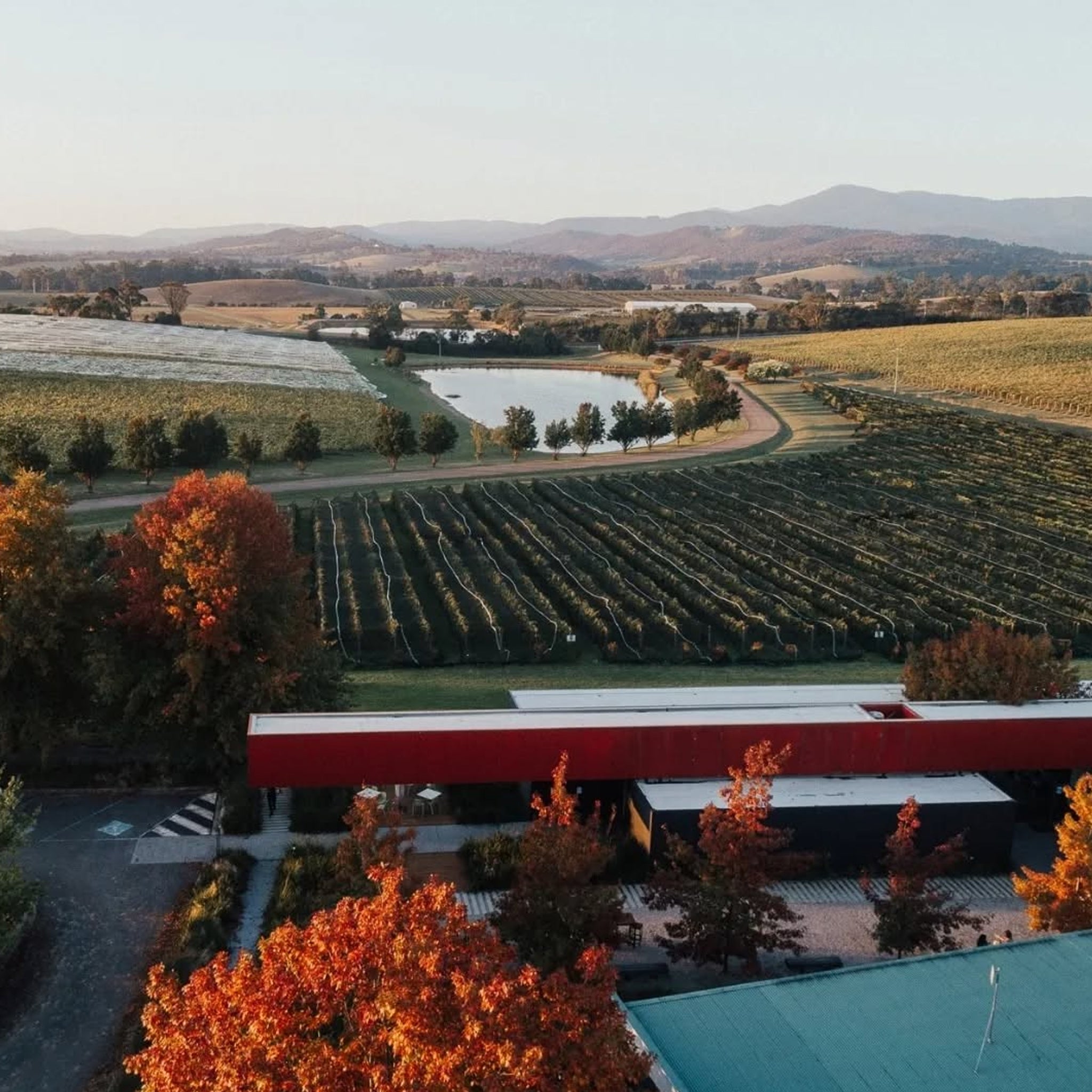 Oakridge Yarra Valley Pinot Noir 2024