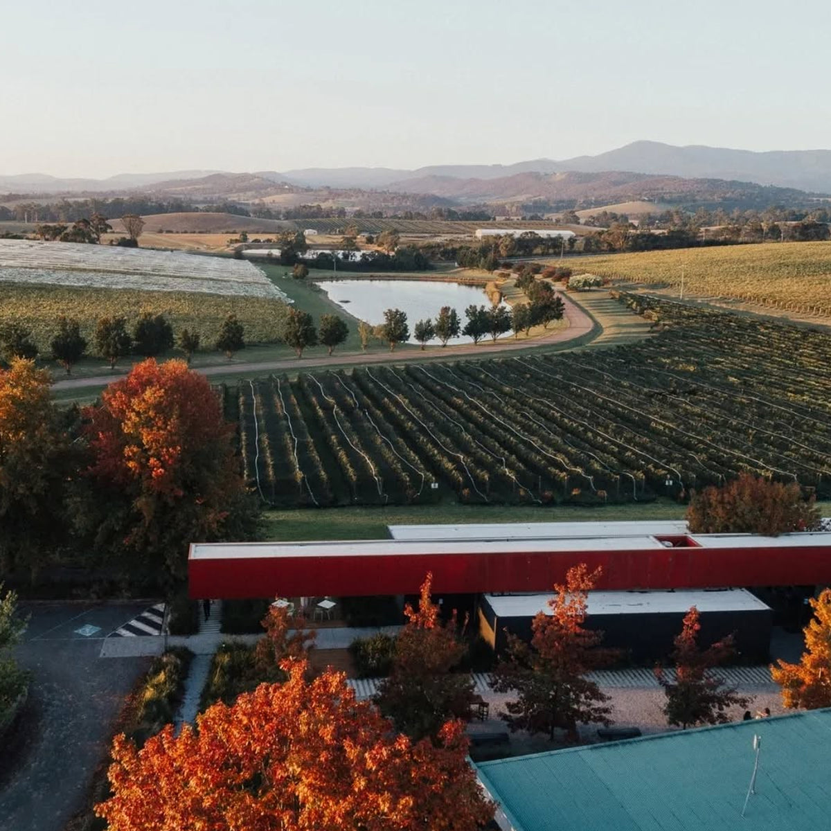 Oakridge Yarra Valley Pinot Noir 2024