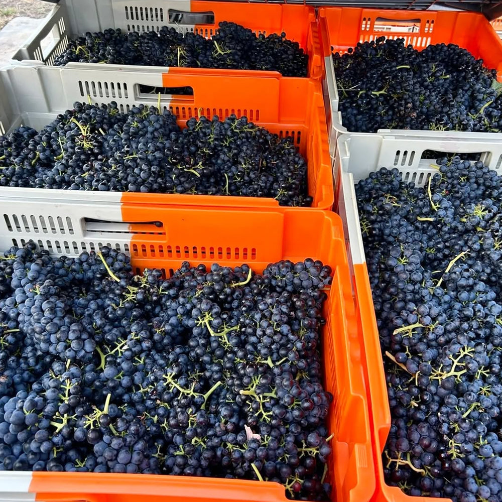 Place of Changing Winds Between Two Mountains Pinot Noir 2023