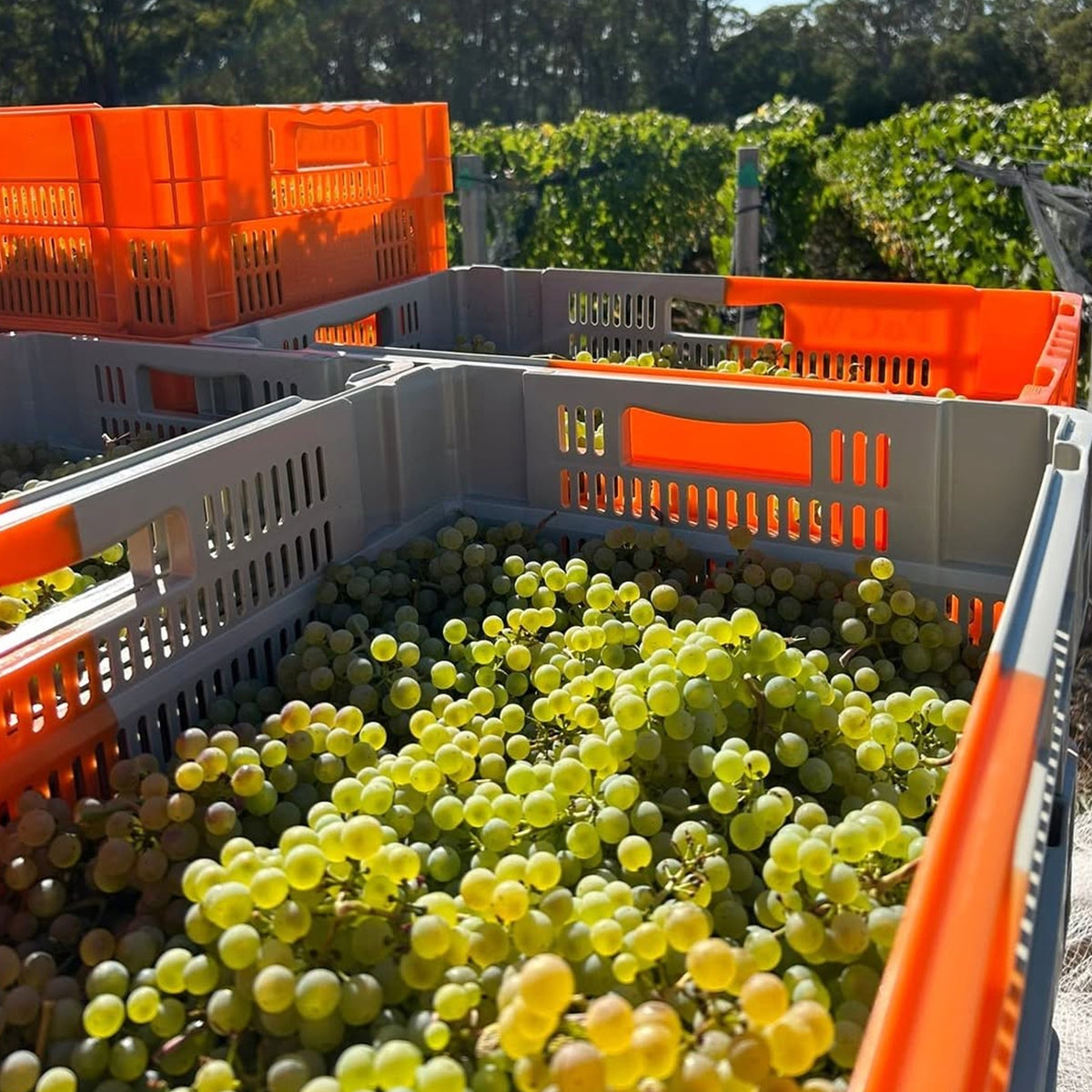 Place of Changing Winds Larderdark Chardonnay 2023