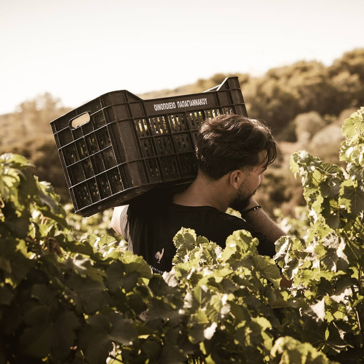 Papagiannakos Old Vines Savatiano 2025