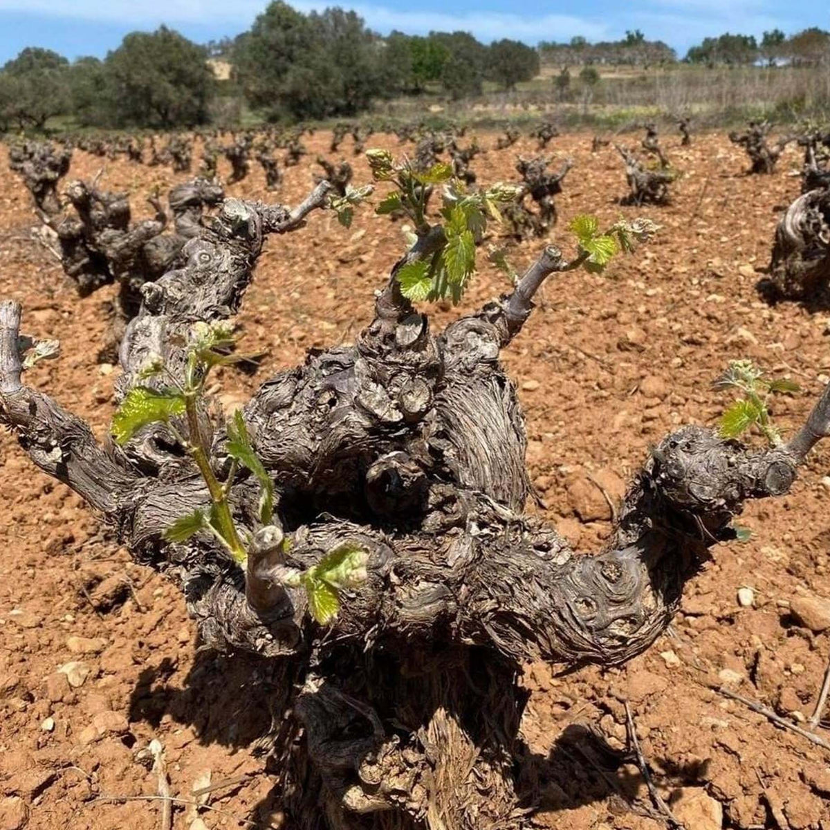 Papagiannakos Assyrtiko 2024