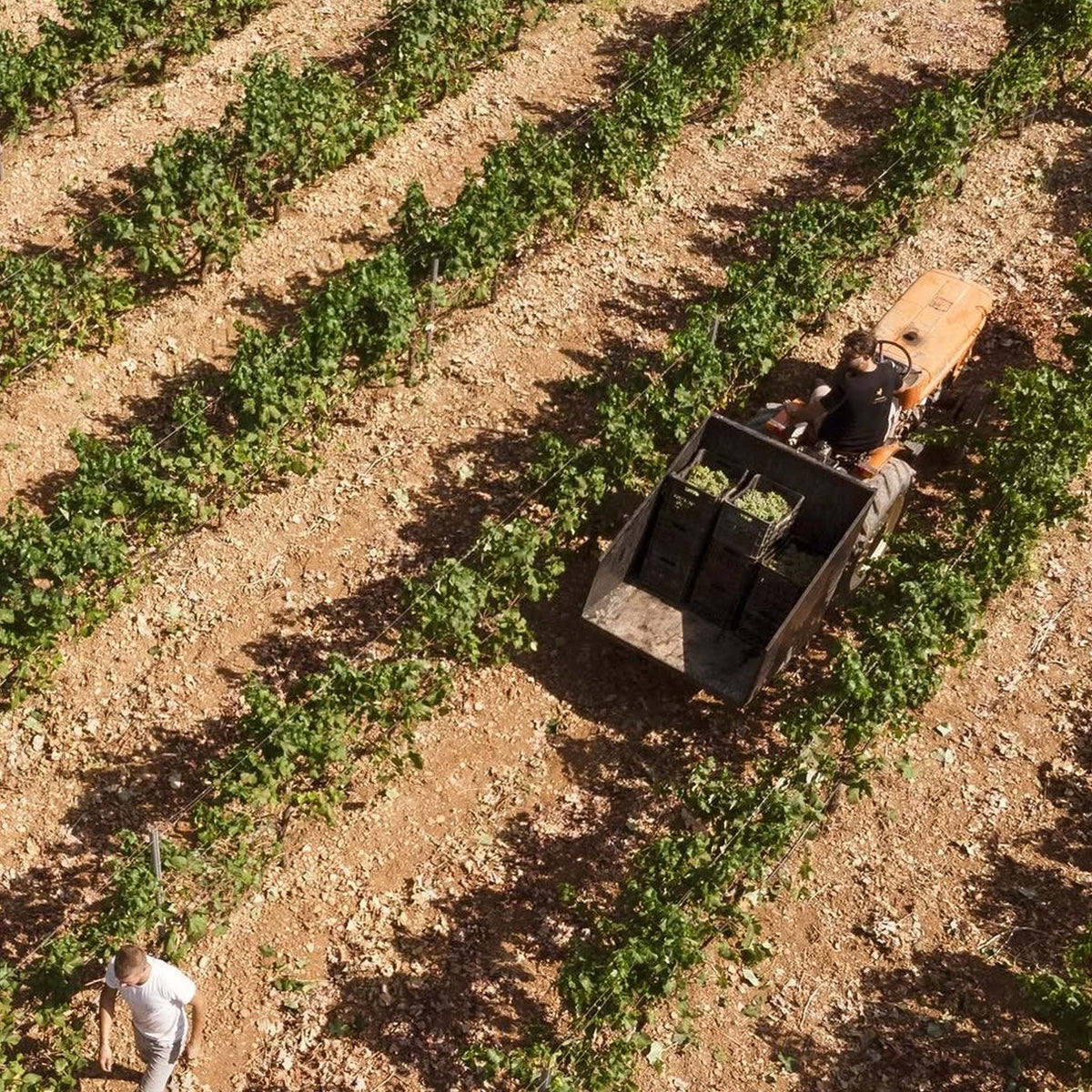 Papagiannakos Assyrtiko 2024