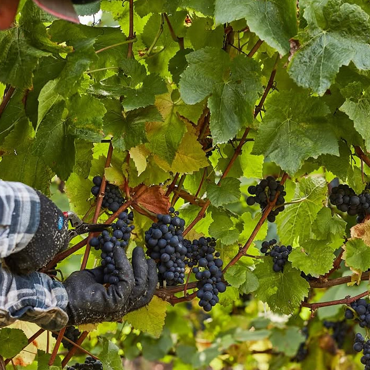 Paringa Estate Peninsula Pinot Noir 2025