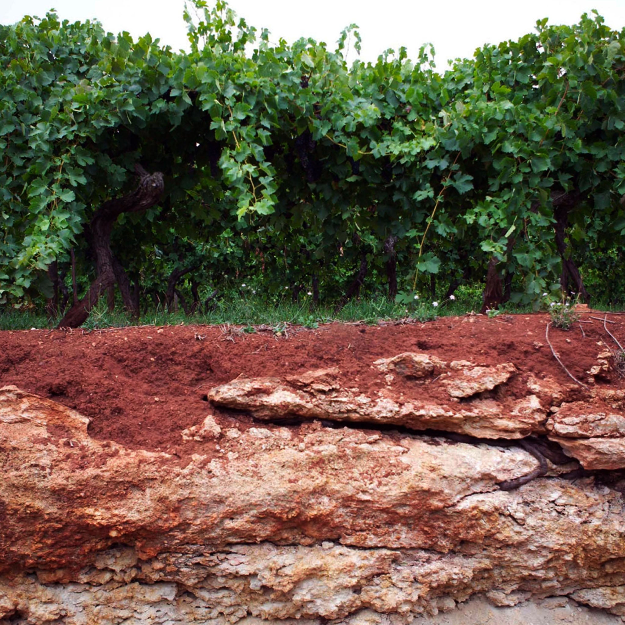 The Vineyard | Parker Estate Abbey Vineyard