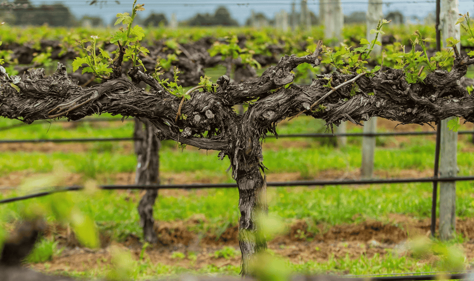 The Vineyard brand story