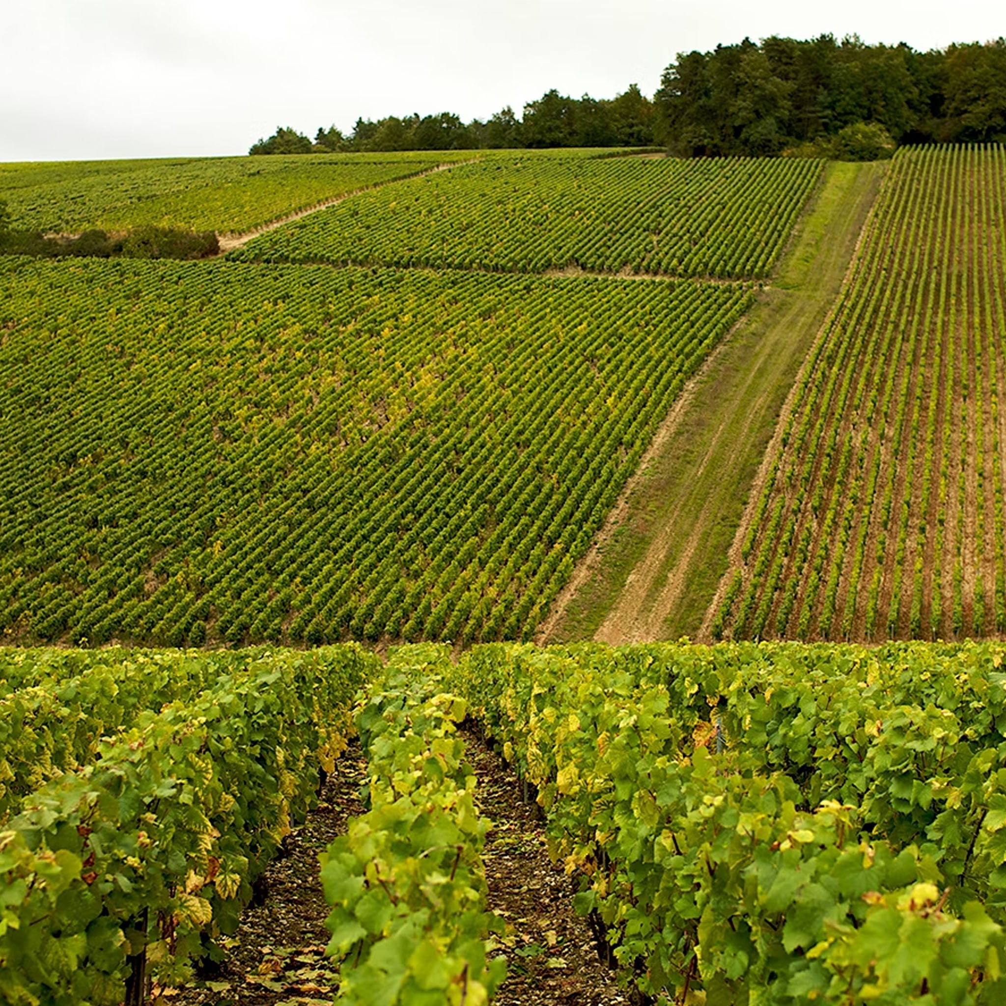 Patrick Piuze Petit Chablis 2023