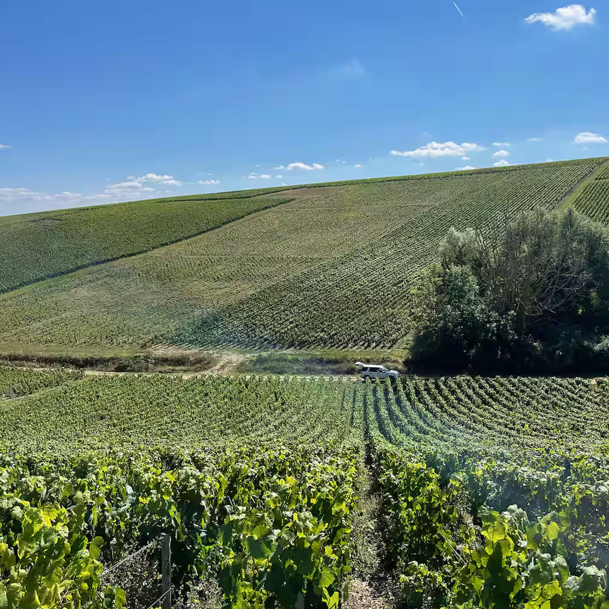 Patrick Piuze Chablis "Terroir de Fleys" 2024