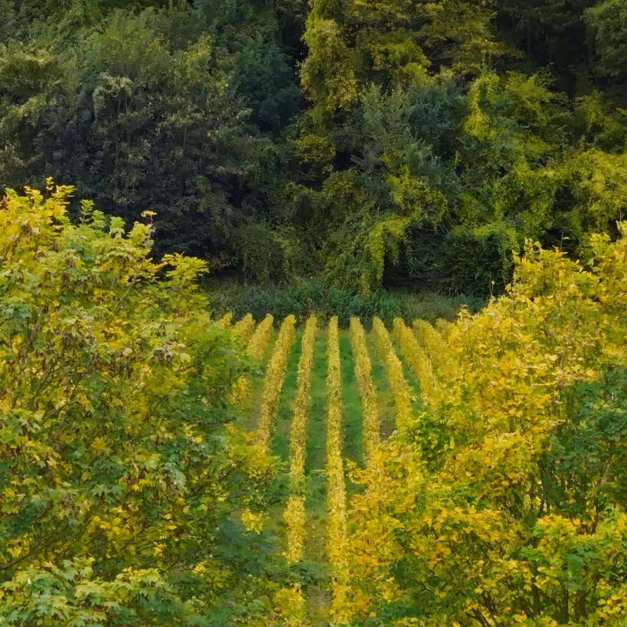 Perrier-Jouët Grand Brut NV