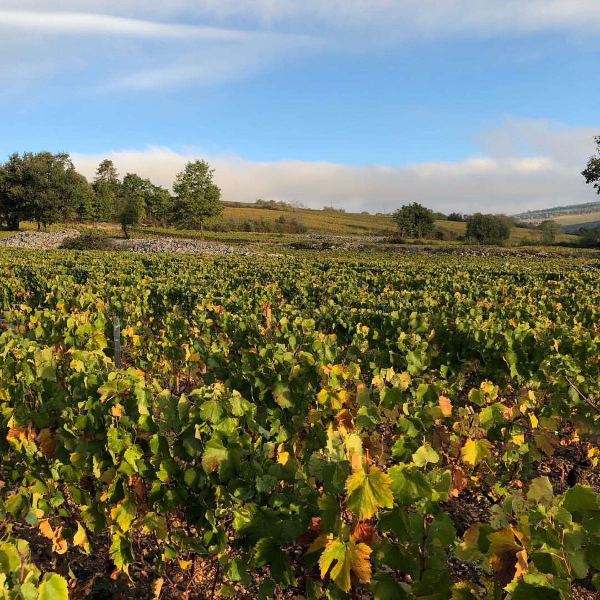 Pierre-Yves Colin-Morey Hautes Côtes de Beaune Bourgogne Blanc 2024