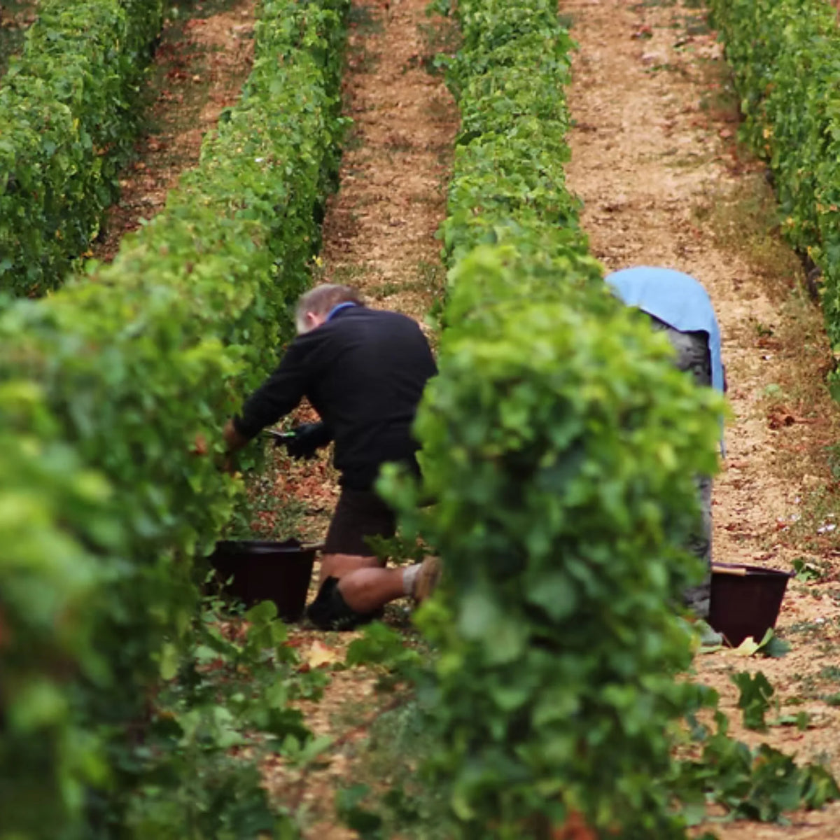 Pierre-Yves Colin-Morey Chassagne Montrachet 1er Cru Maltroie 2022
