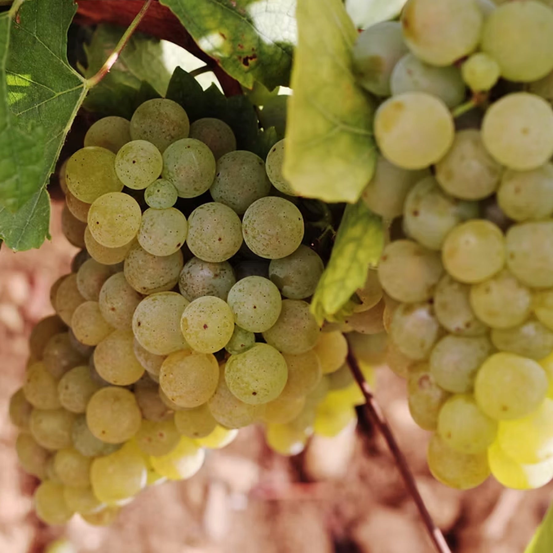 Pierre-Yves Colin-Morey Saint Aubin 1er Cru Les Champlots Blanc 2023