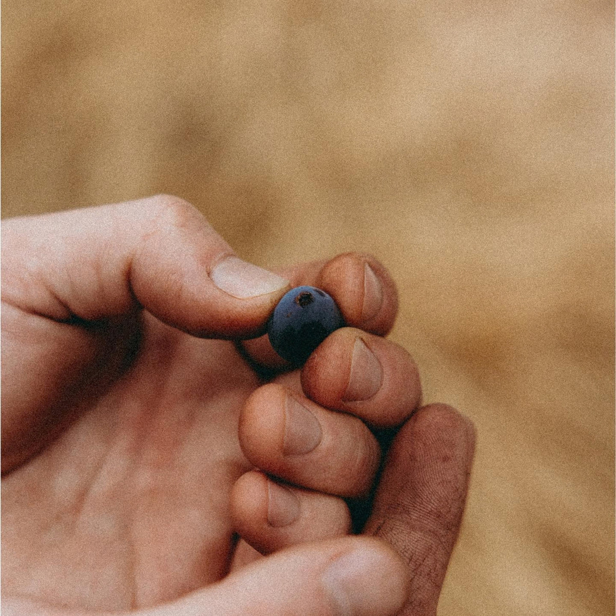 Pierro Fire Gully Shiraz 2023