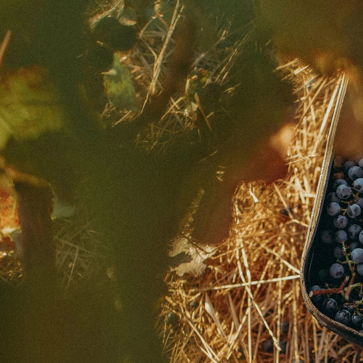 Pierro Fire Gully Shiraz 2023