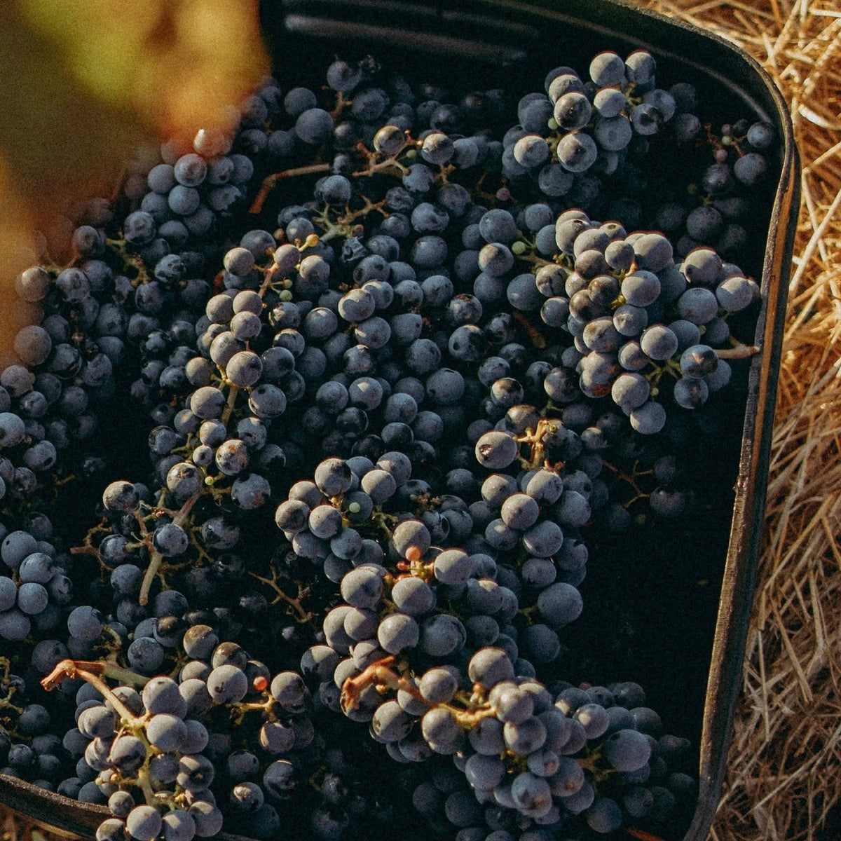 Pierro Fire Gully Shiraz 2023