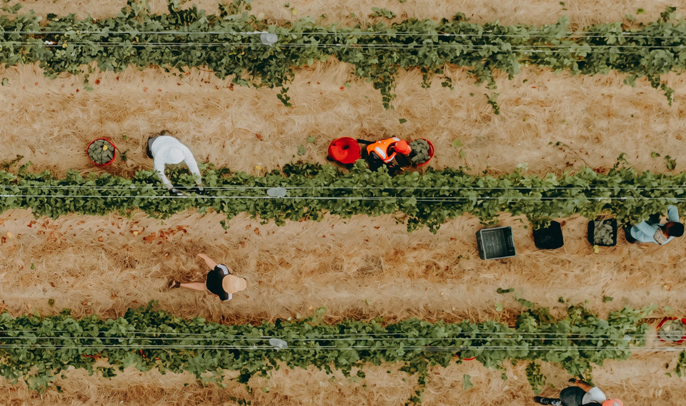 The Vineyard brand story