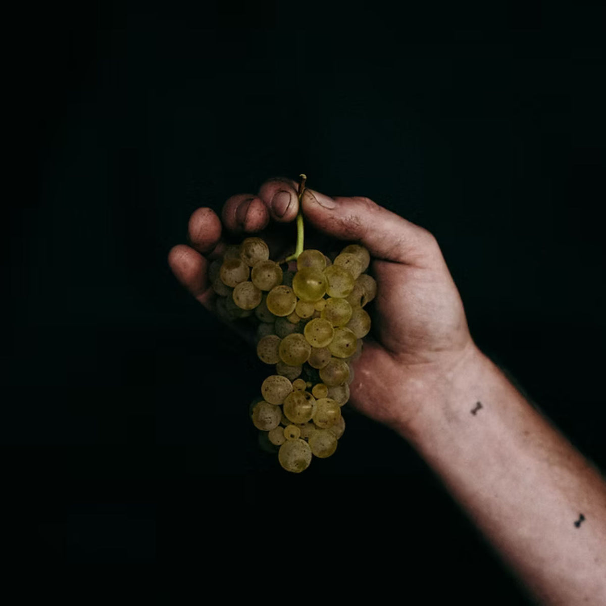 Pierro LTC Sauvignon Blanc Semillon 2025