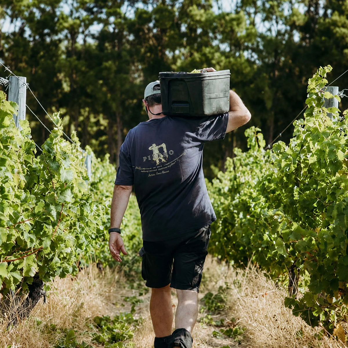 Pierro VR Chardonnay 2022